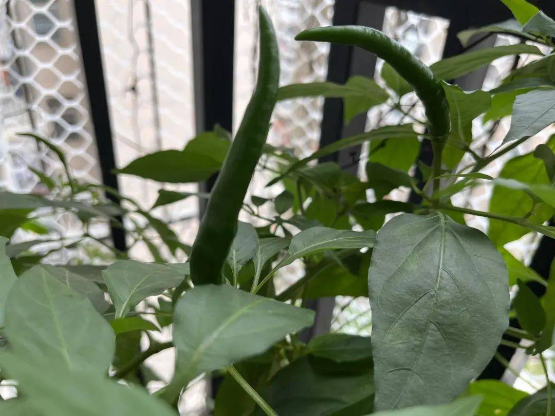 93年生的李嗨森：四年不工作，我活得更好了