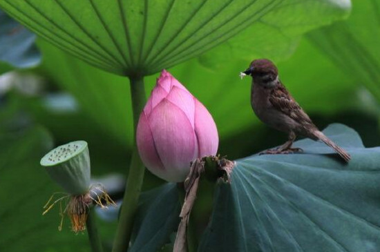 今年出伏是哪一天？