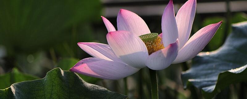 今年出伏是哪一天？