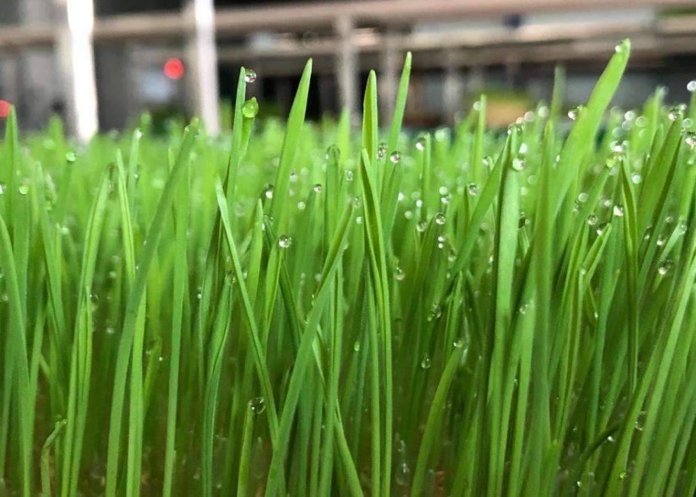 割韭菜是什么梗？割韭菜是什么意思？